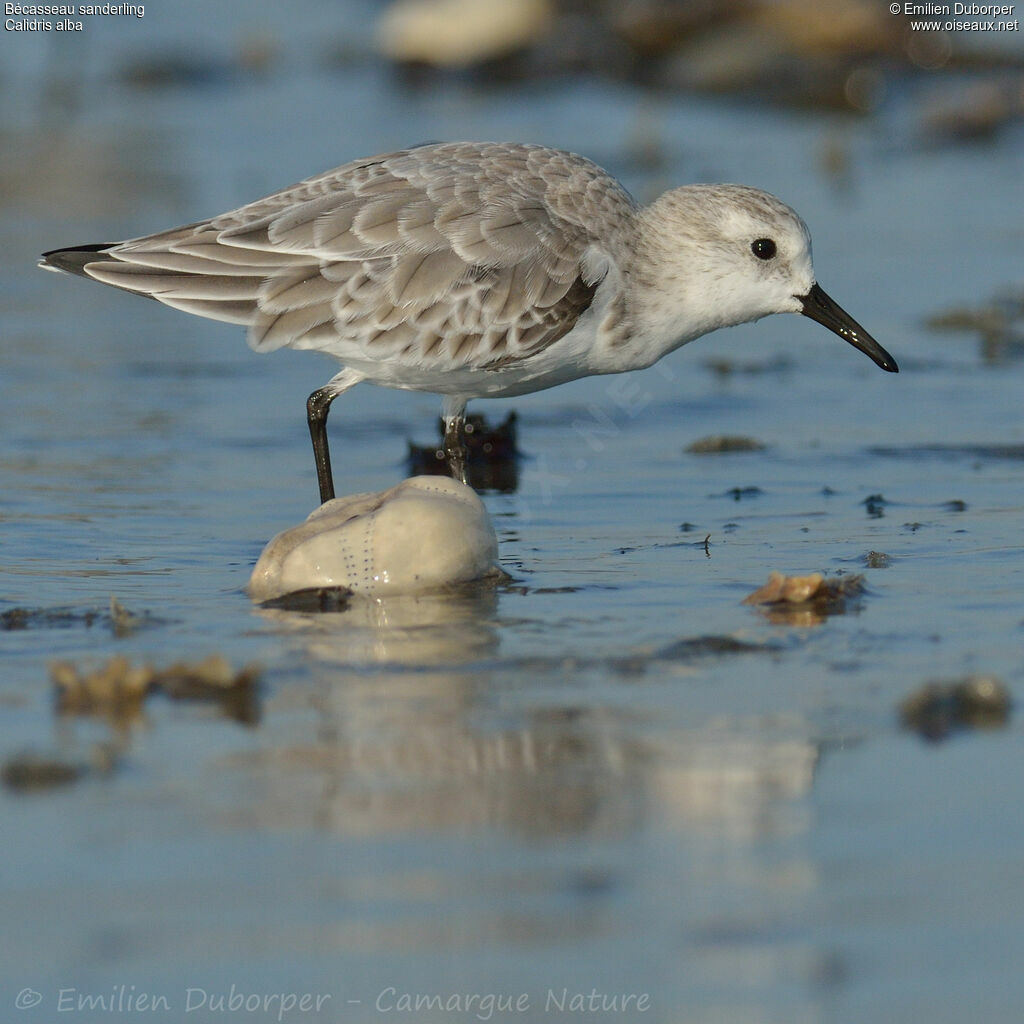 Bécasseau sanderlingadulte, identification