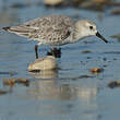 Bécasseau sanderling