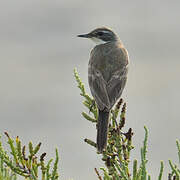 Western Yellow Wagtail