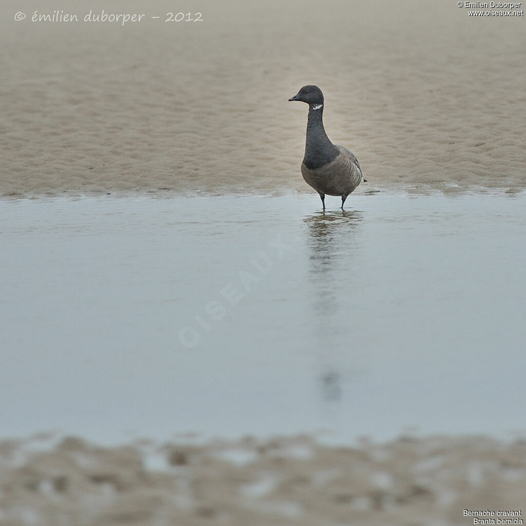 Brant Gooseadult, identification