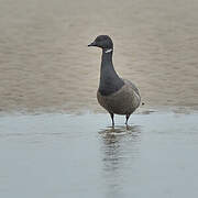 Brant Goose