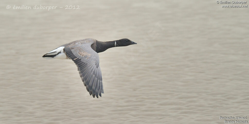 Brant Gooseadult, identification