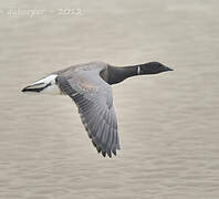 Brant Goose