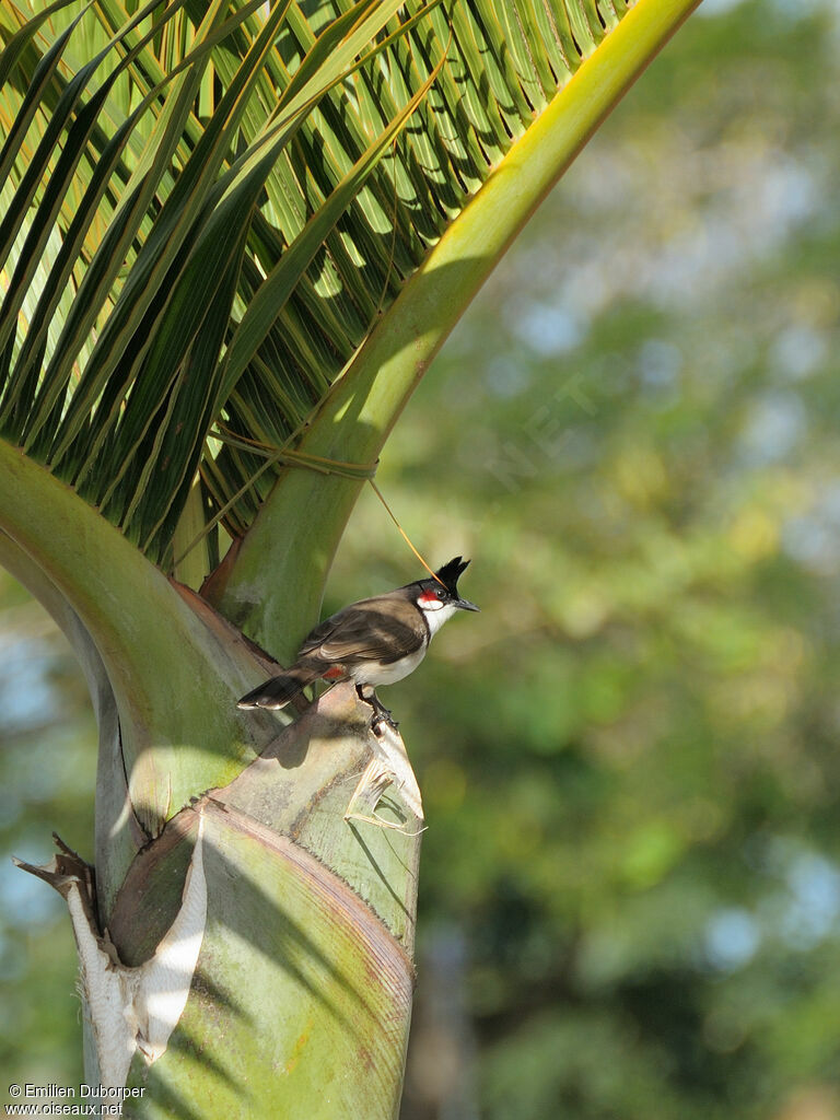 Red-whiskered Bulbul