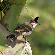 Red-whiskered Bulbul