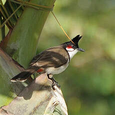 Bulbul orphée