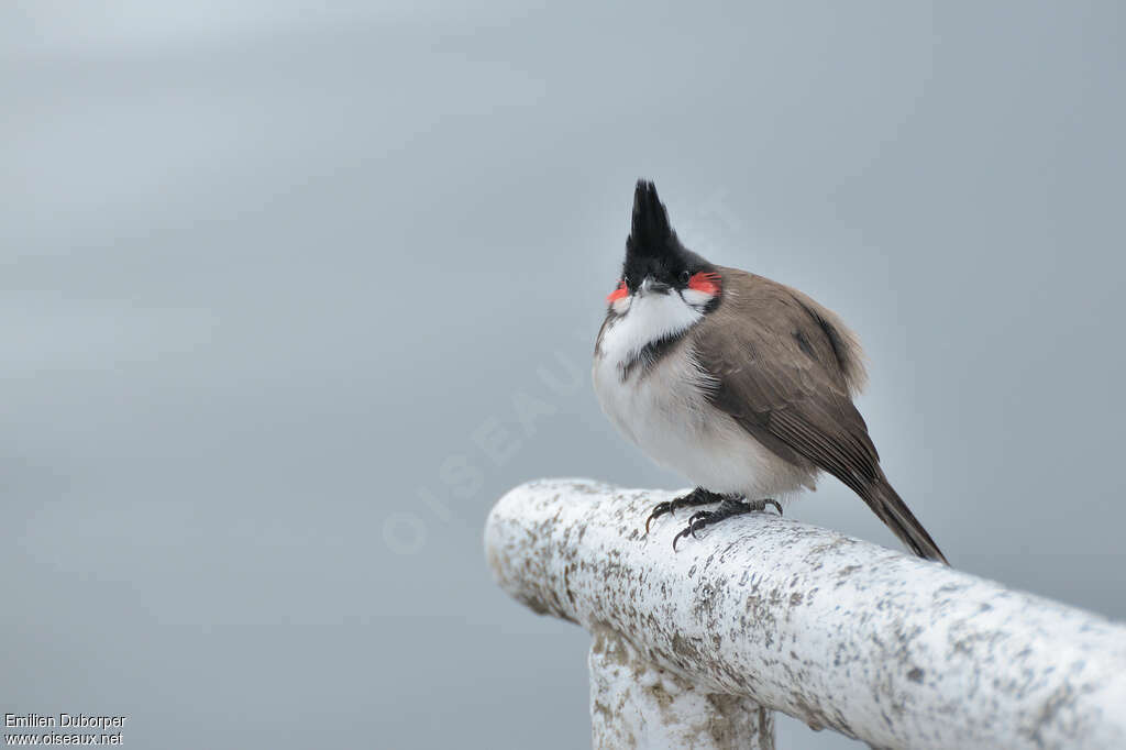 Bulbul orphée, identification