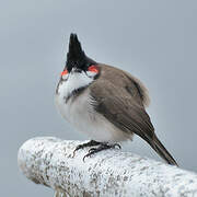 Red-whiskered Bulbul