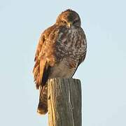 Common Buzzard