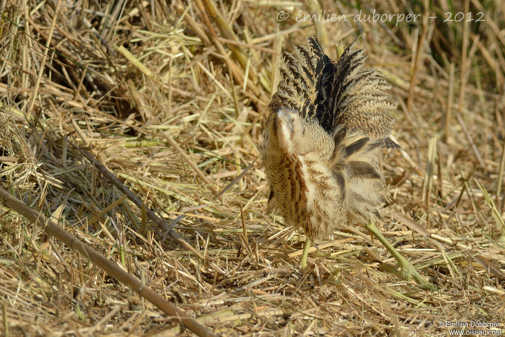 Eurasian Bittern, Behaviour