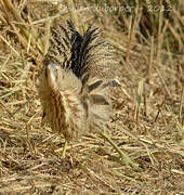 Eurasian Bittern