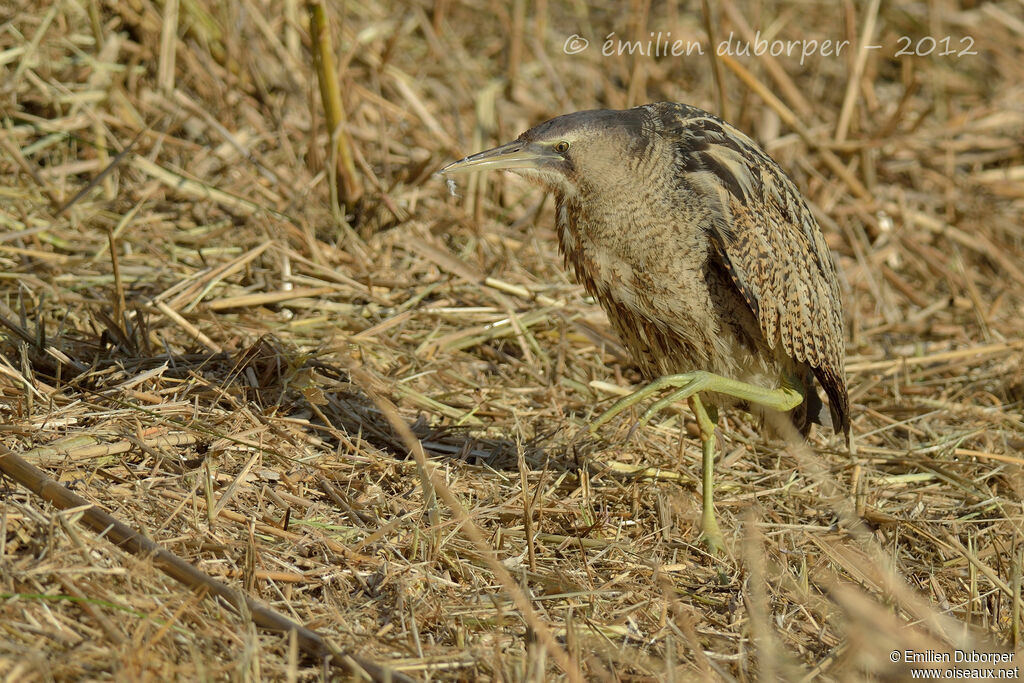 Eurasian Bittern, identification