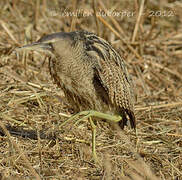 Eurasian Bittern