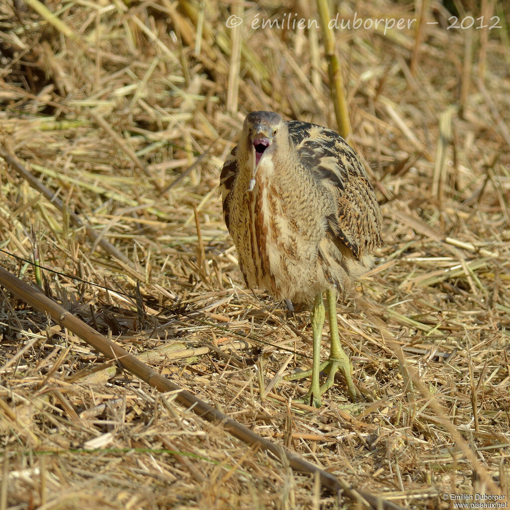 Butor étoilé, identification, Comportement