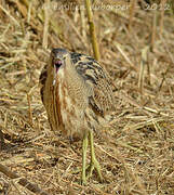 Eurasian Bittern