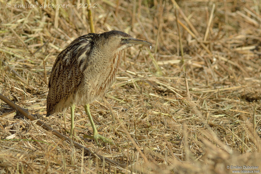 Butor étoilé, identification