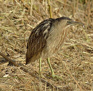 Eurasian Bittern