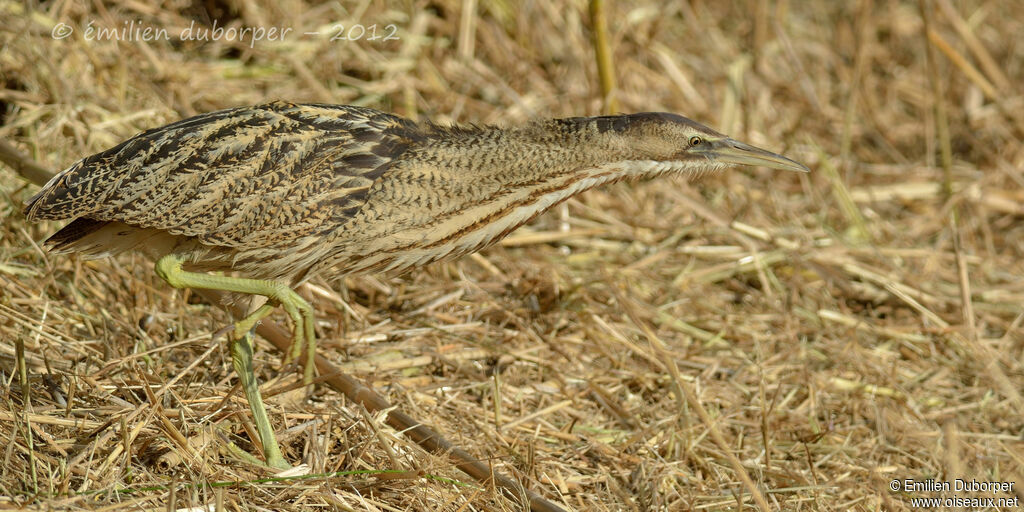 Butor étoilé, identification, Comportement