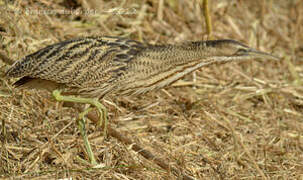 Eurasian Bittern