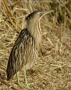 Eurasian Bittern