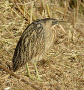 Eurasian Bittern