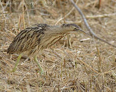 Eurasian Bittern