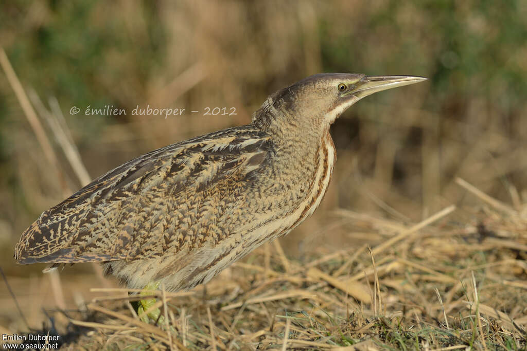 Butor étoilé, identification