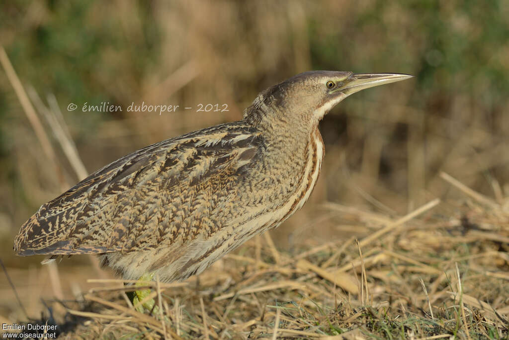 Eurasian Bittern, identification