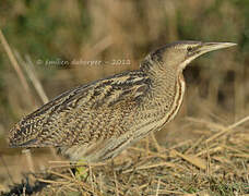 Eurasian Bittern