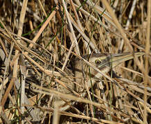 Eurasian Bittern