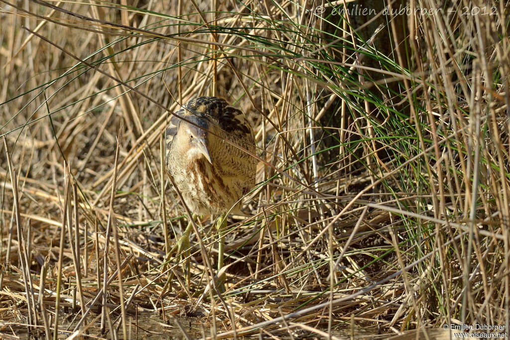 Butor étoilé, identification