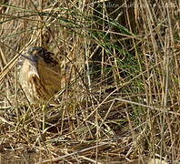 Eurasian Bittern