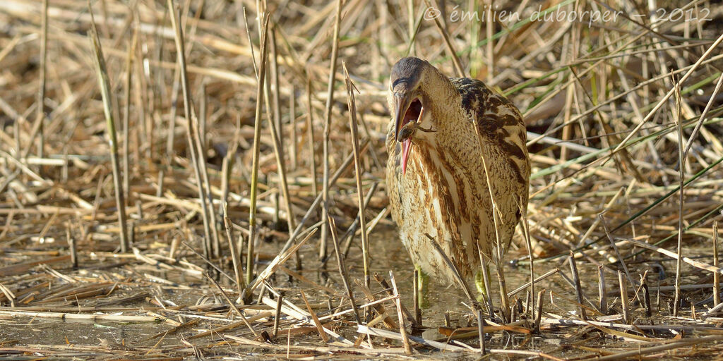 Eurasian Bittern, feeding habits, Behaviour