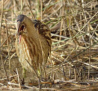 Eurasian Bittern