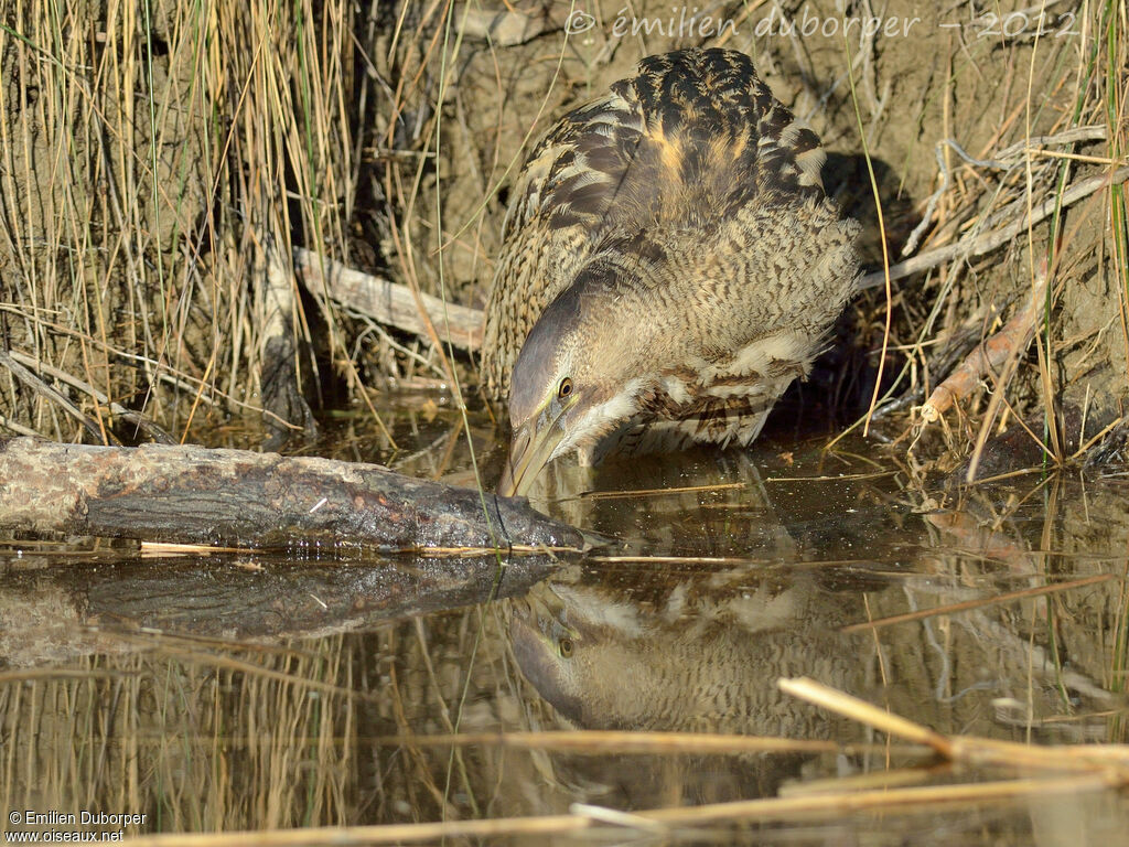 Eurasian Bittern, Behaviour