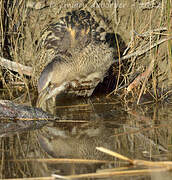 Eurasian Bittern