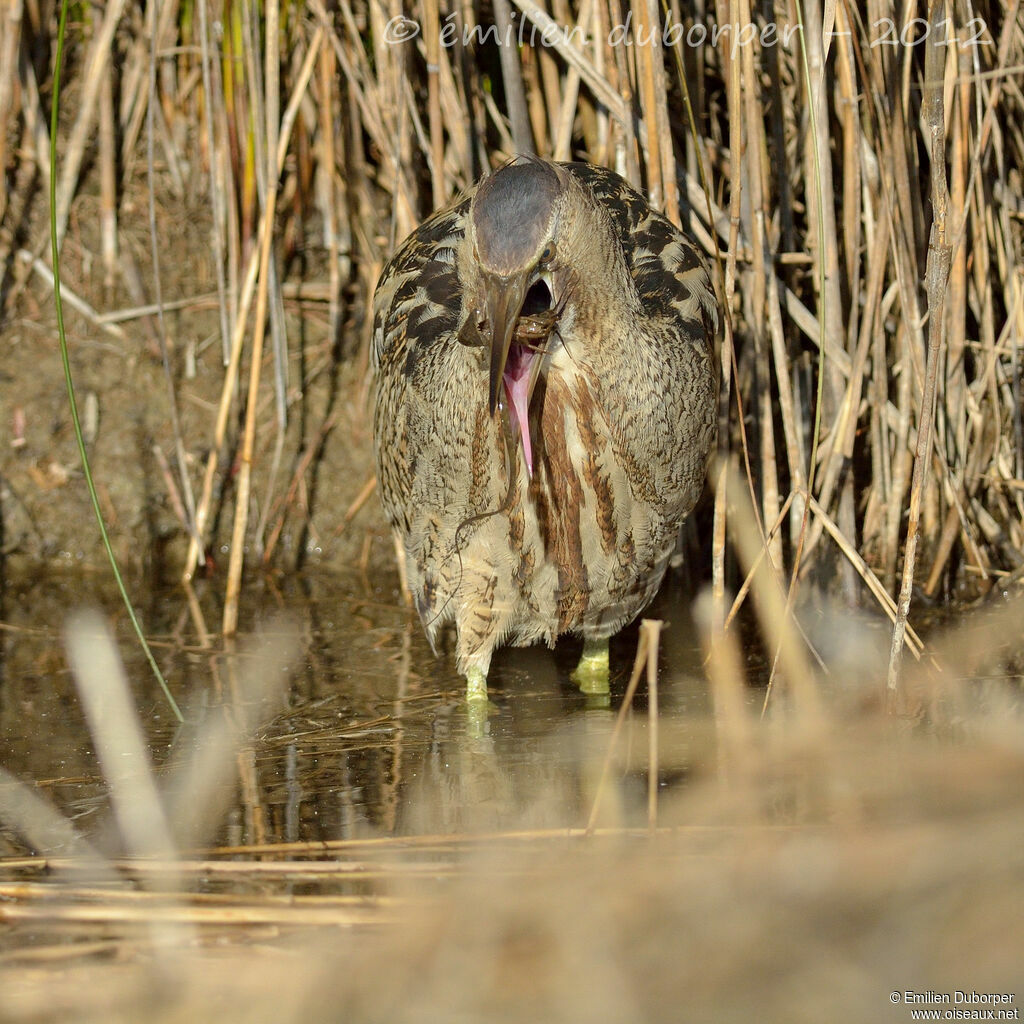 Eurasian Bittern, feeding habits, Behaviour