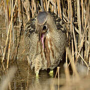 Eurasian Bittern