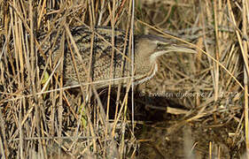 Eurasian Bittern