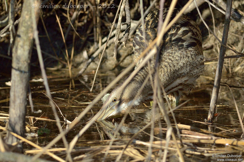 Eurasian Bittern, Behaviour