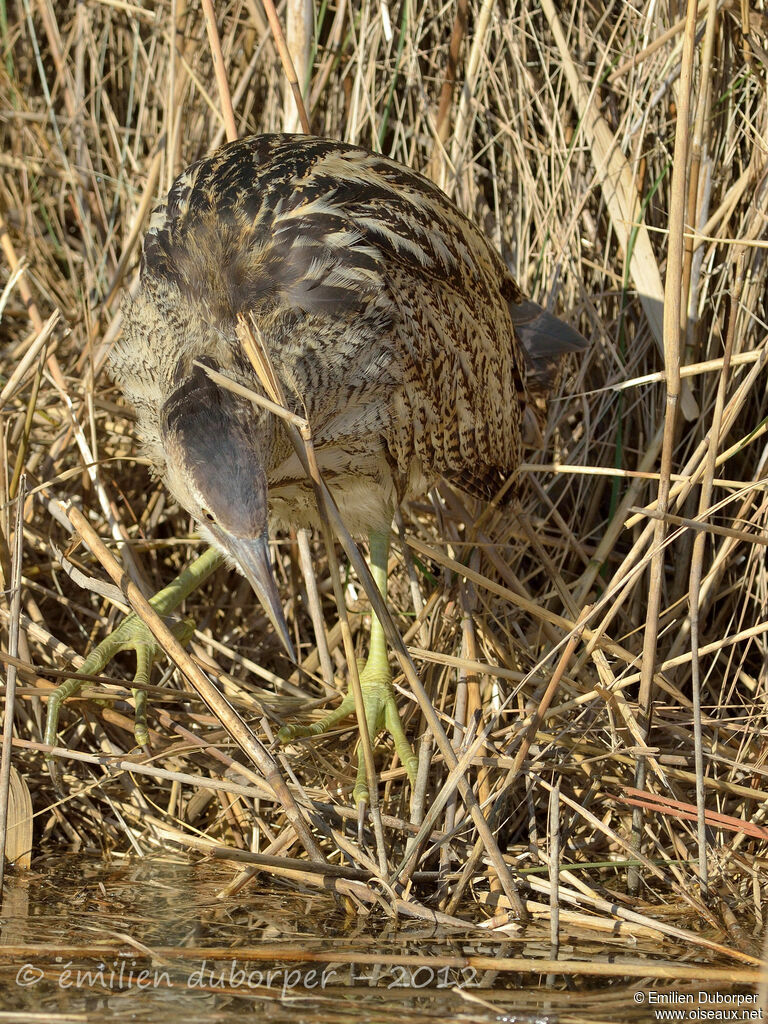 Eurasian Bittern, Behaviour