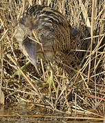 Eurasian Bittern