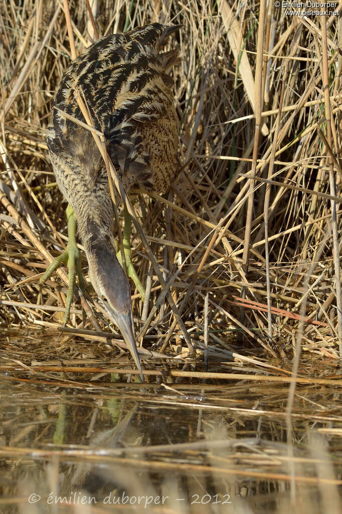 Eurasian Bittern