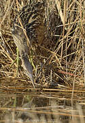 Eurasian Bittern