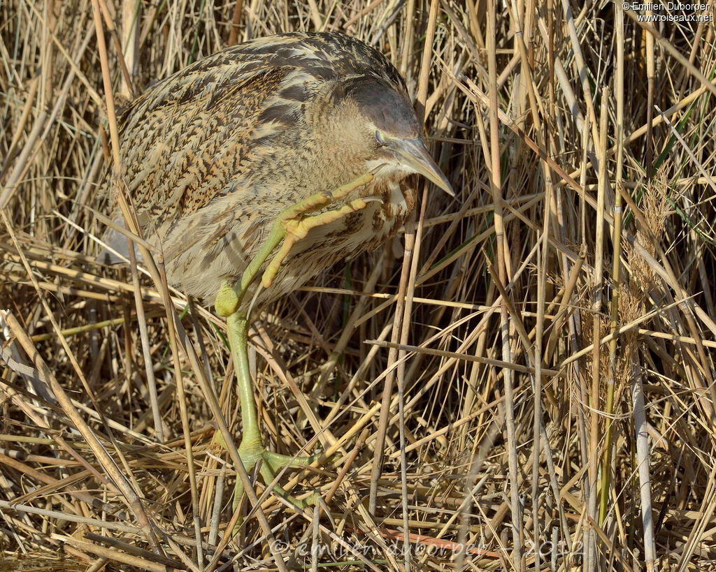 Eurasian Bittern, Behaviour