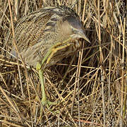 Eurasian Bittern