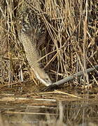 Eurasian Bittern