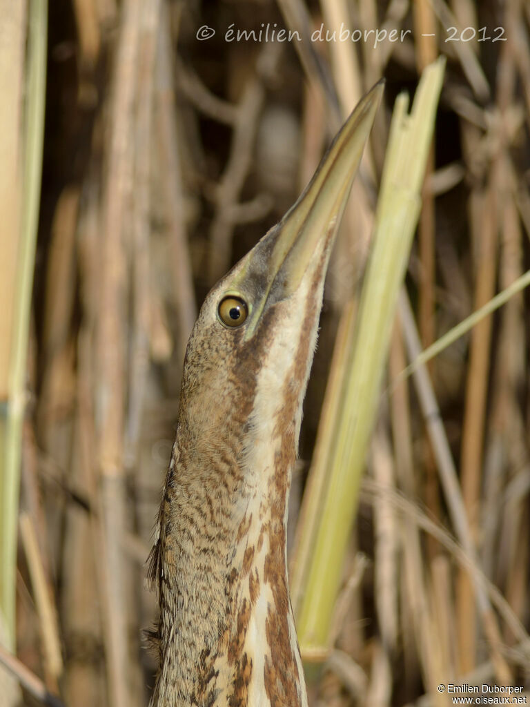 Eurasian Bittern, Behaviour