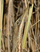 Eurasian Bittern