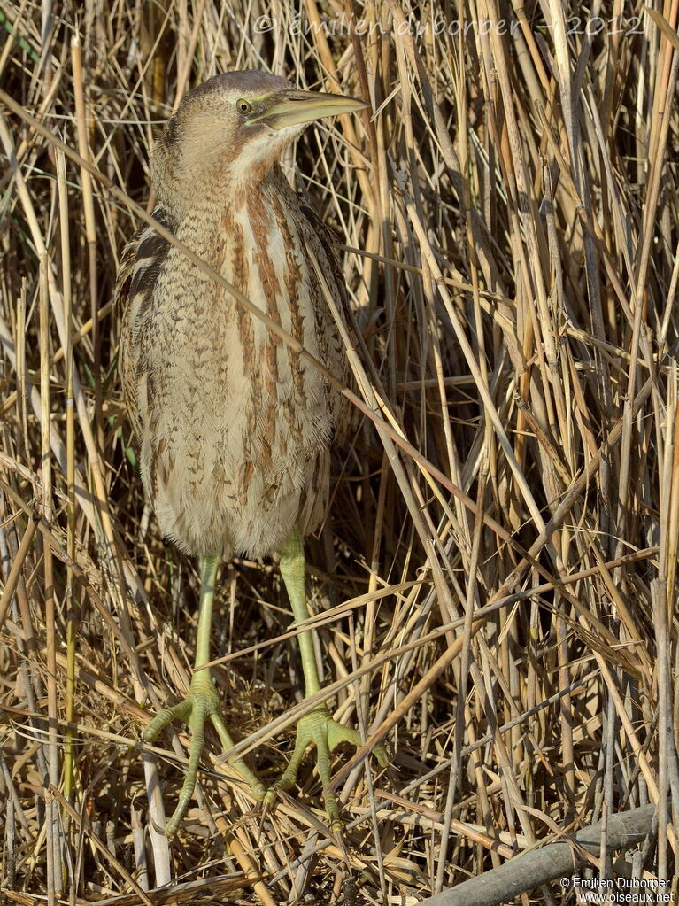 Butor étoilé, identification